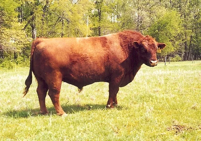 A red bull standing in profile in a green summer pasture