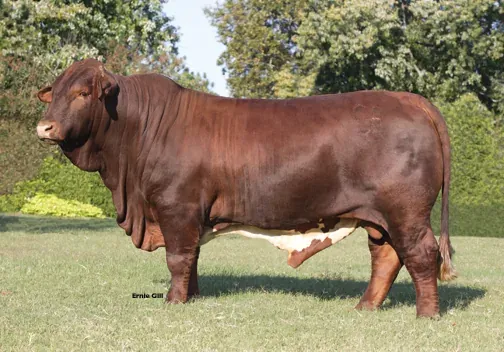A red bull with a heavy dewlap standing in a grass pasture