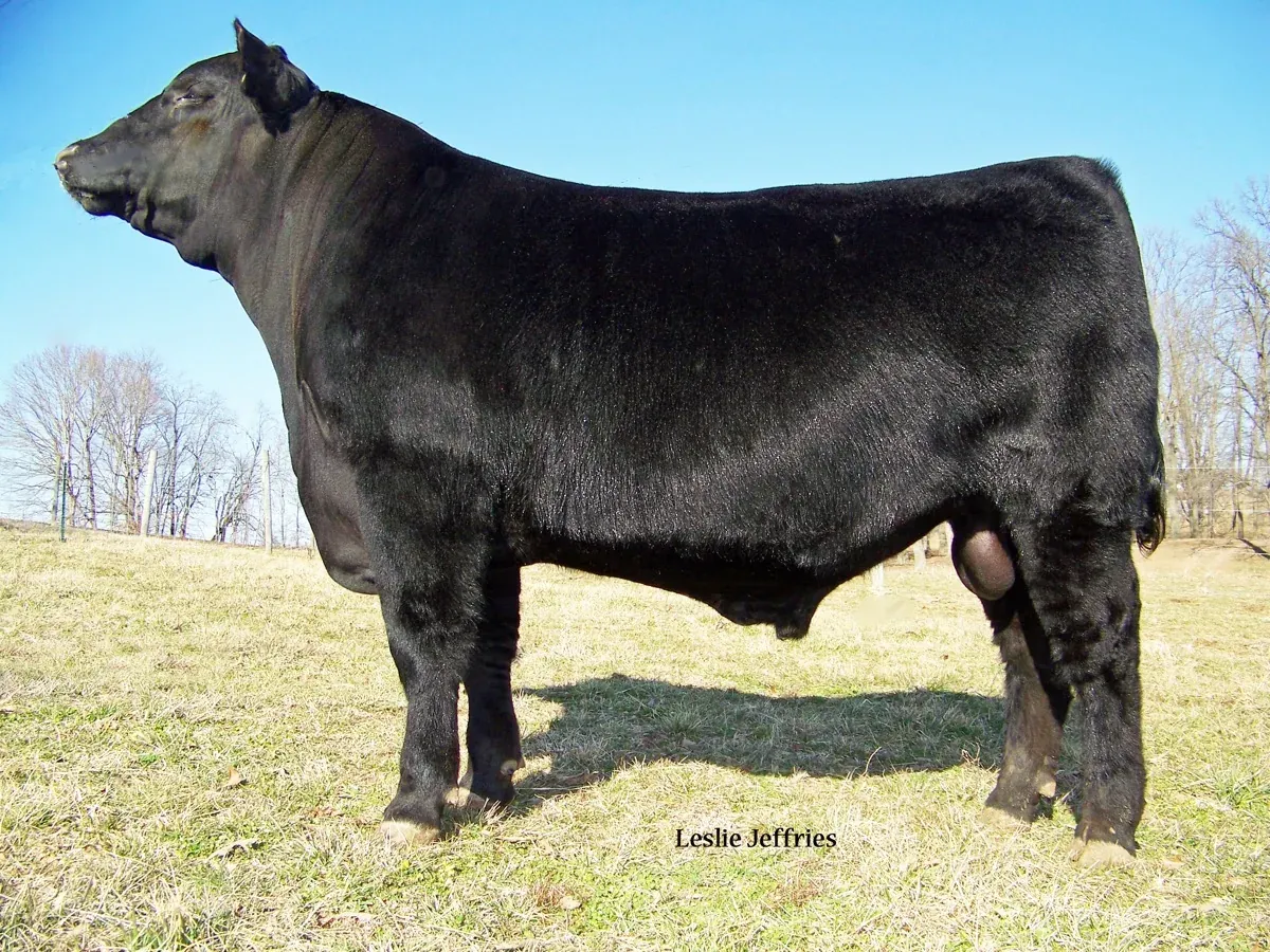 A black bull standing in profile in a pasture