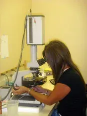 A technician evaluating a semen sample under a microscope at Cottage Farm Genetics